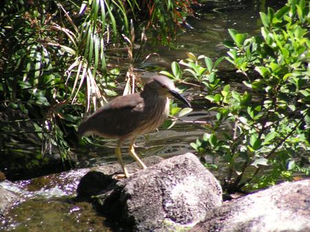 Kiwi Bird - palms, pond, hawaii, rocks, kiwi bird