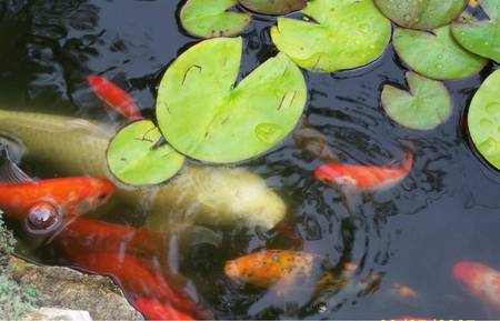 Koi Pond - pond, koi fish, lilipads