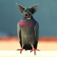 Pig-pigeon