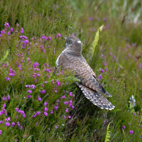 Cuckoo Bird