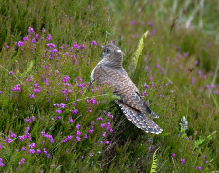 Cuckoo Bird - cuckoo bird, grass, mauve flowers