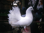 White Fantail Pigeon