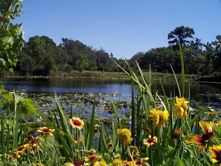 Water View - yellow flowers, pond, trees, lilipads