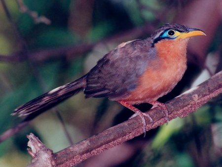 Squirrel Cuckoo - tree branch, cuckoo bird, perched