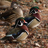 Wood Ducks