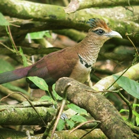 Cuckoo Bird