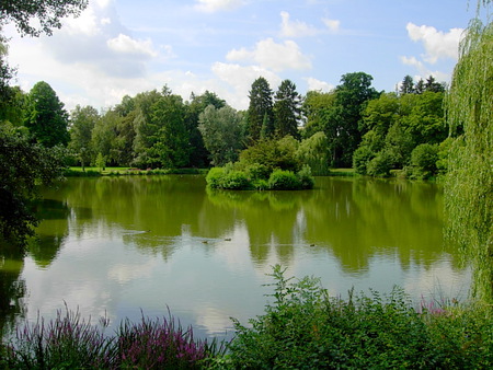 Tranquil Lake - ducks, lake, trees, purple flowers, shrubs