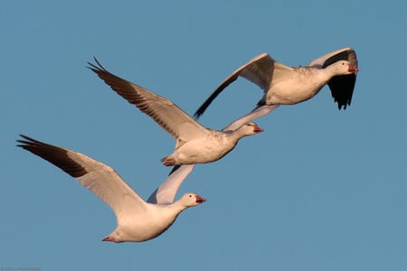 Snow Geese Flight - 3 snow geese, blue sky, in flight