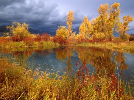 Pond Reflections - pond, water reflection, trees, lilipads, storm clouds, autumn