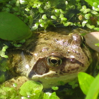 My Garden Frog