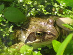 My Garden Frog