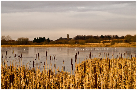 Pond in winter - building, ducks, trees, winter, bullrushes, large pond