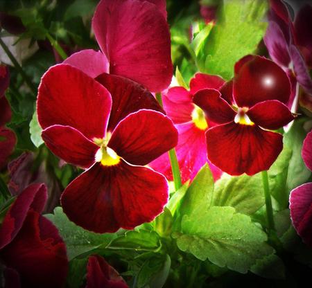 Flowers - flowers, red, nature