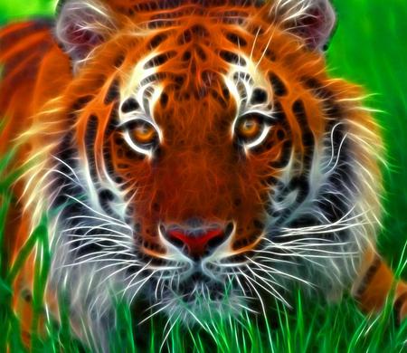 Bengal Tiger - animal, tiger, cat