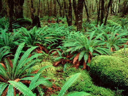 Kepler Track - south island, trees, ferns, new zealand