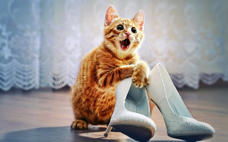 This is mine - shoes, funny, cute, cat, animals