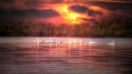 Lagoon Sunset - red, forest, beautiful, yellow, peaceful, sky, clouds, swans, birds