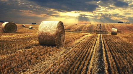 Sunset Field - clouds, agriculture, sunset, beautiful, sunbeams, sky