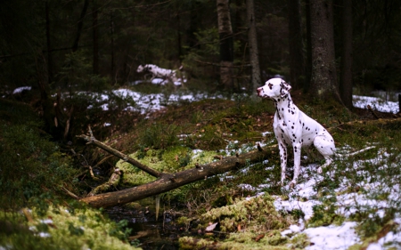 Dalmations - forest, dalmation, animals, dogs