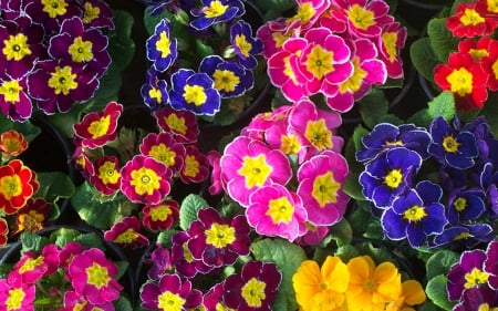 Colorful Flowers - flowers, leaves, nature, colorful