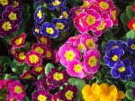 Colorful Flowers