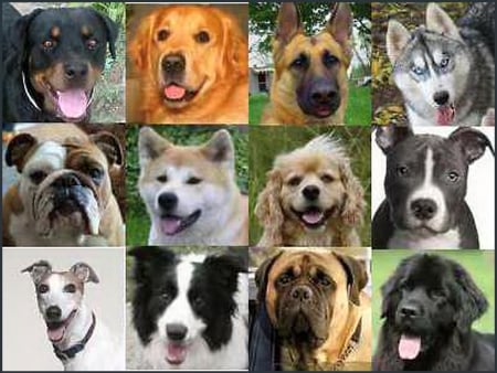 Choices - dogs, breeds, pets, variety