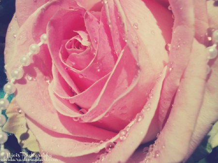 Pink Rose and Pearls - beauty, nature, pearls, water drops, pink, rose