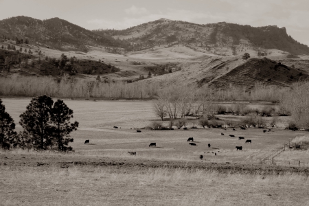 Montana postcard - sepia - Montana, retro, USA, sepia, monochrome, cows