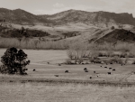 Montana postcard - sepia