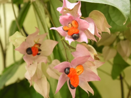 Semente - nature, flor, flowers, semente