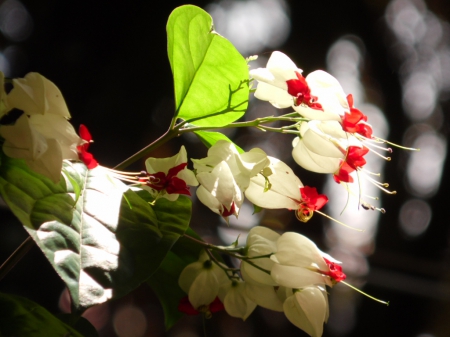 Flor - flower, nature, natureza, flor