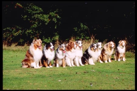 dogs lined up - outside, australian, sitting, row