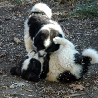 playing pups