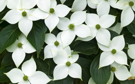 Beautiful flowers - flowers, white, petals, bloom