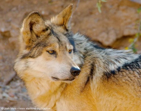 grey wolf - shade, rusty, environment, red