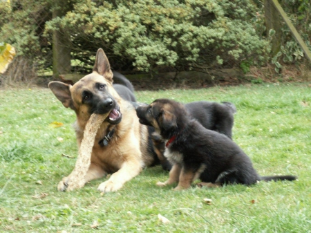 german shepherds - chewing, aside, pup, adult