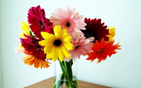 Colorful flowers - flowers, colorful, petals, gerbera