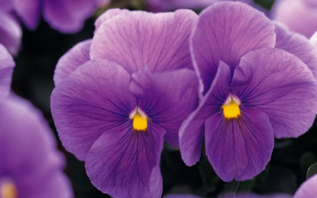 Beautiful flowers - flowers, purple, petals, nature