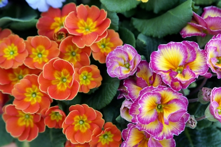 Beautiful flowers - purple, petals, flowers, orange, nature