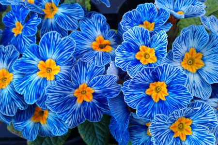 Beautiful flowers - flowers, petals, nature, blue