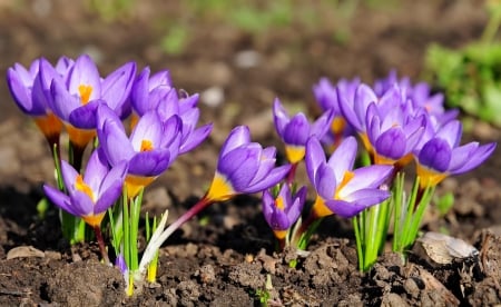 Spring crocuses