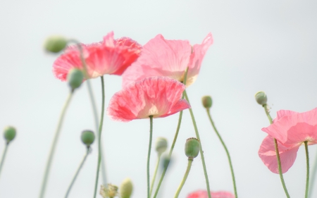 Nature Outdoor - nature, macro, light, beautiful, flowers, poppies