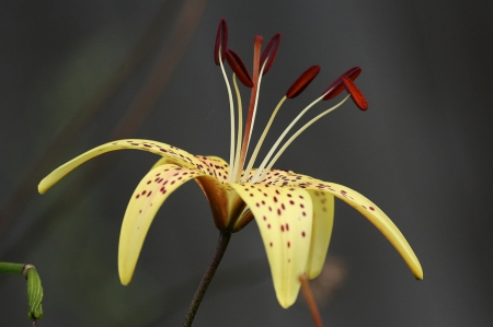 Flower - beautiful, red, flower, yellow