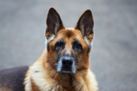 German shepherd - puppy, animals, lovely, pretty, puppys, beautiful, dog, animal, dogs, sweet, cute