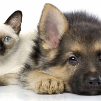 German shepherd and persian cat