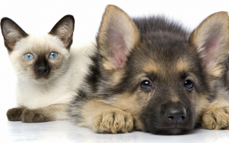 German shepherd and persian cat - puppy, animals, lovely, pretty, puppys, beautiful, dog, animal, dogs, sweet, cute