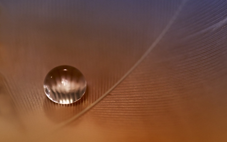 Water drop on feather - macro, water drop, feather, orange, glass