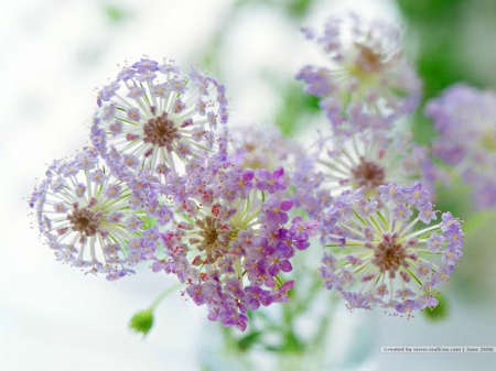 Lace flowers - white, lace flowers, purple, flowers