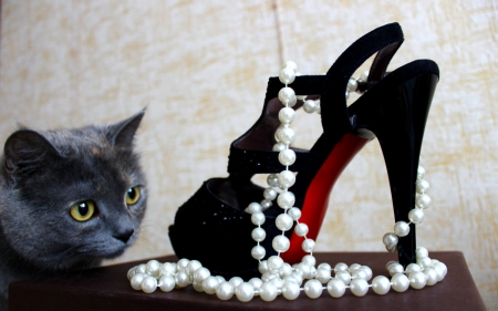 Dreaming - red, funny, animal, black, cat, beads, white, stiletto, pearls, shoe, grey