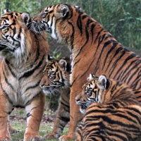 Tiger Family